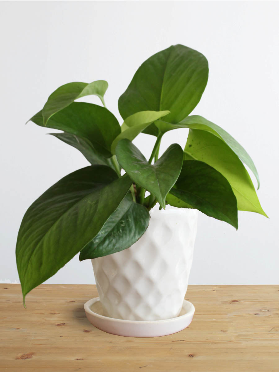 Money Plant Green (Small)