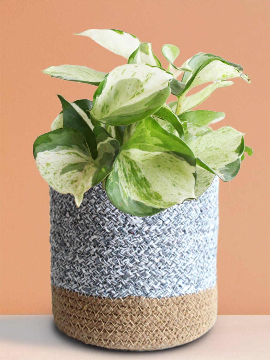 Money Plant Manjula (Medium)