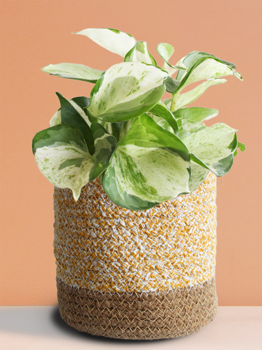 Money Plant Manjula (Medium)