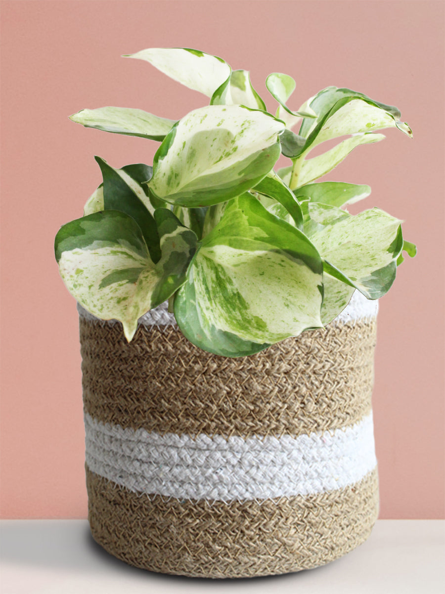 Money Plant Manjula (Medium)