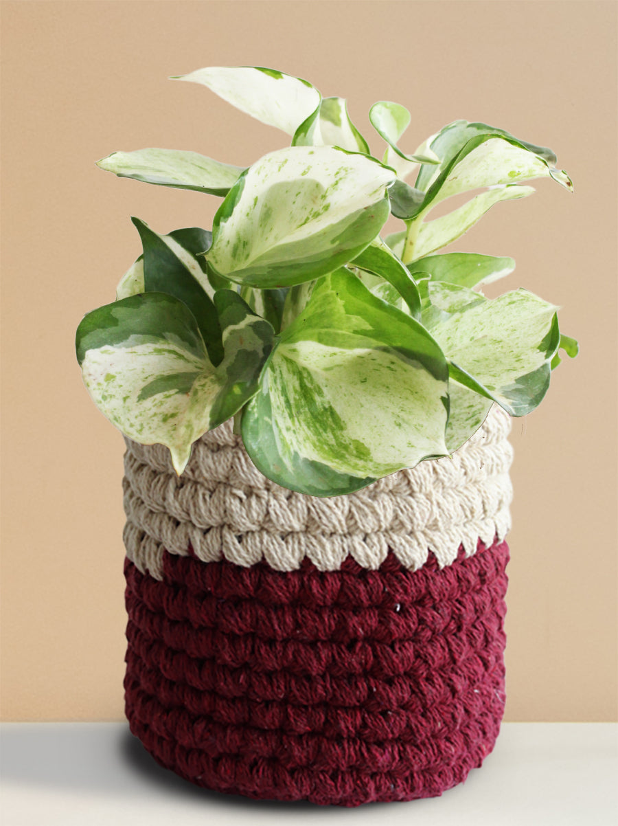 Money Plant Manjula (Medium)