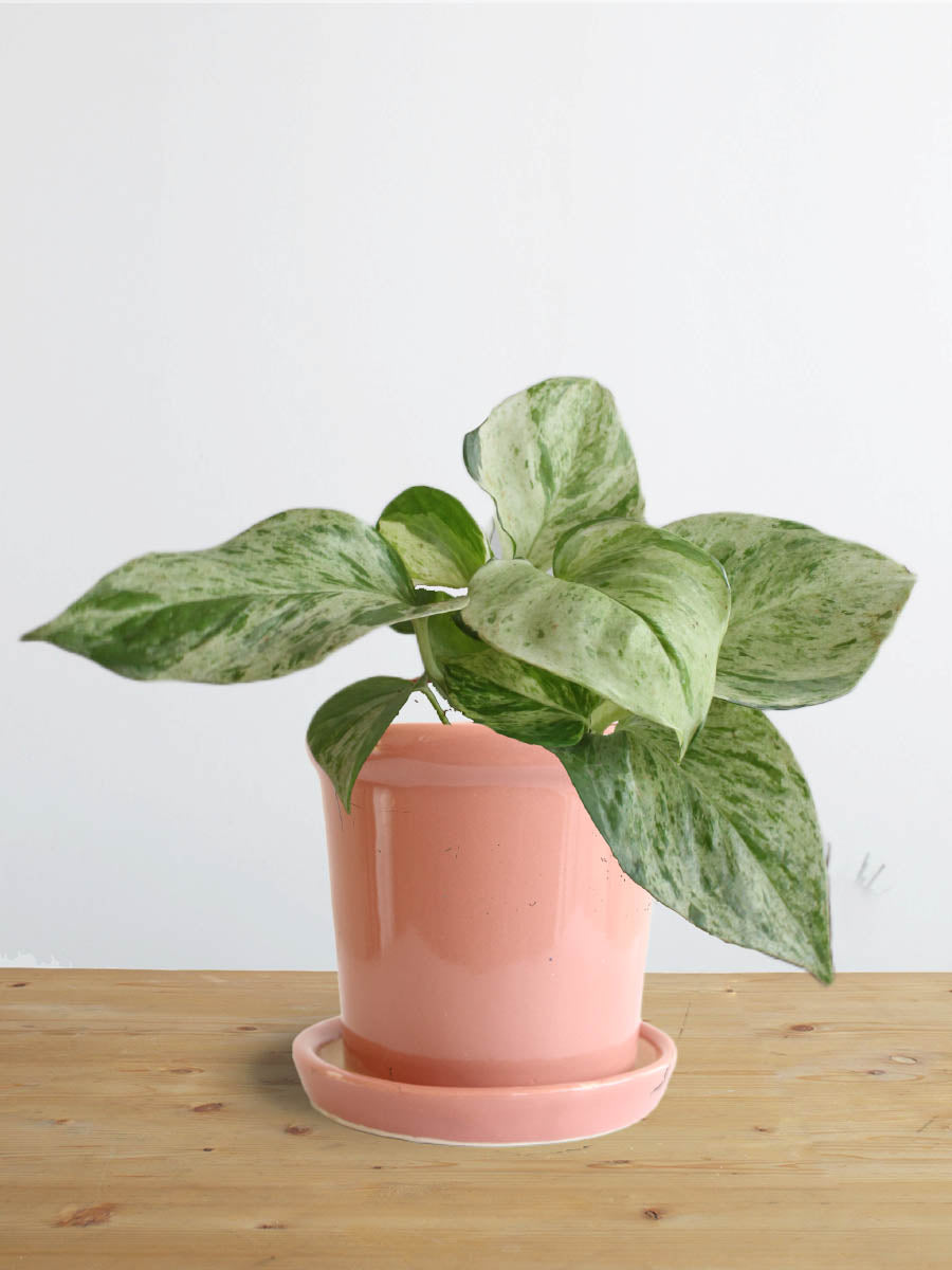 Money Plant Marble (Small)
