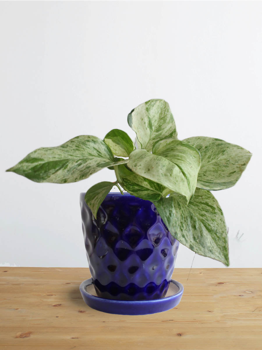 Money Plant Marble (Small)