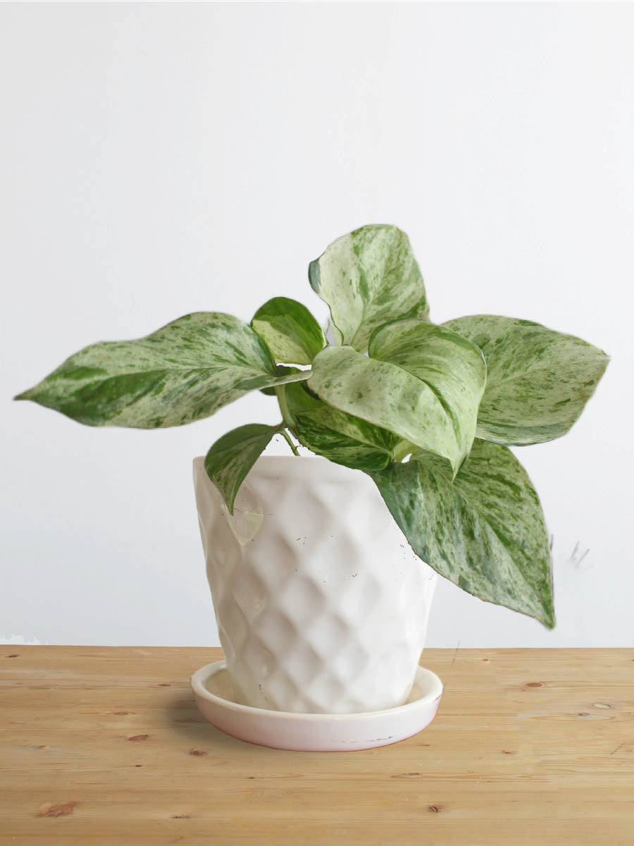 Money Plant Marble (Small)