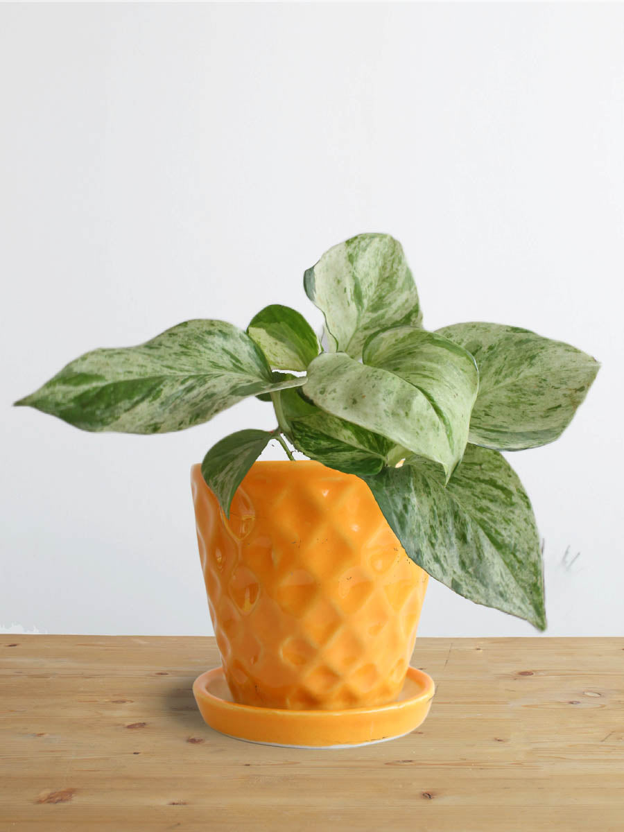 Money Plant Marble (Small)