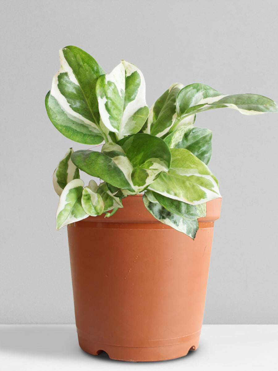 Money Plant N'Joy (Medium)