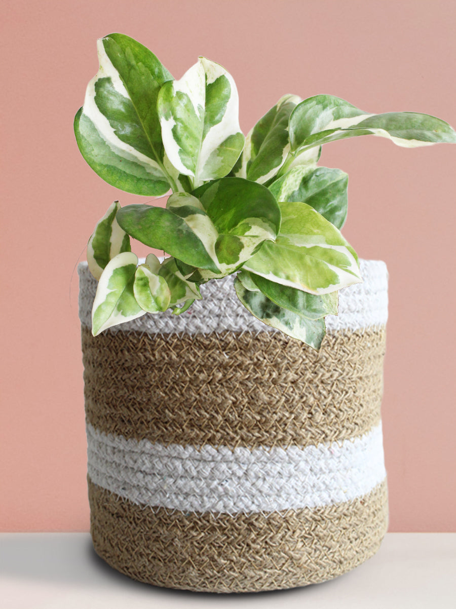 Money Plant N'Joy (Medium)