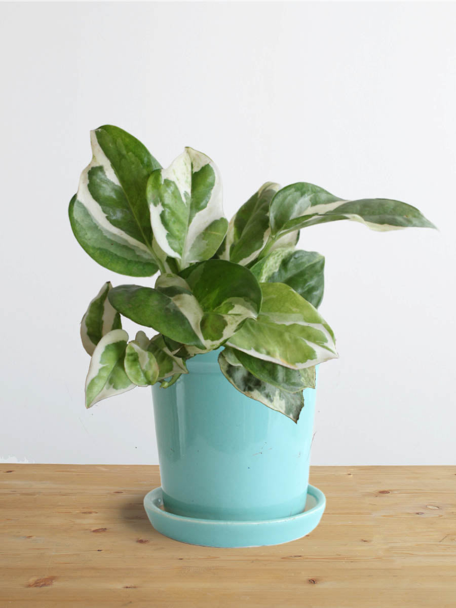 Money Plant N'Joy (Small)