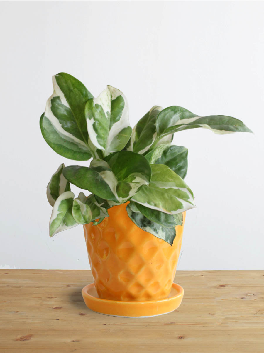 Money Plant N'Joy (Small)