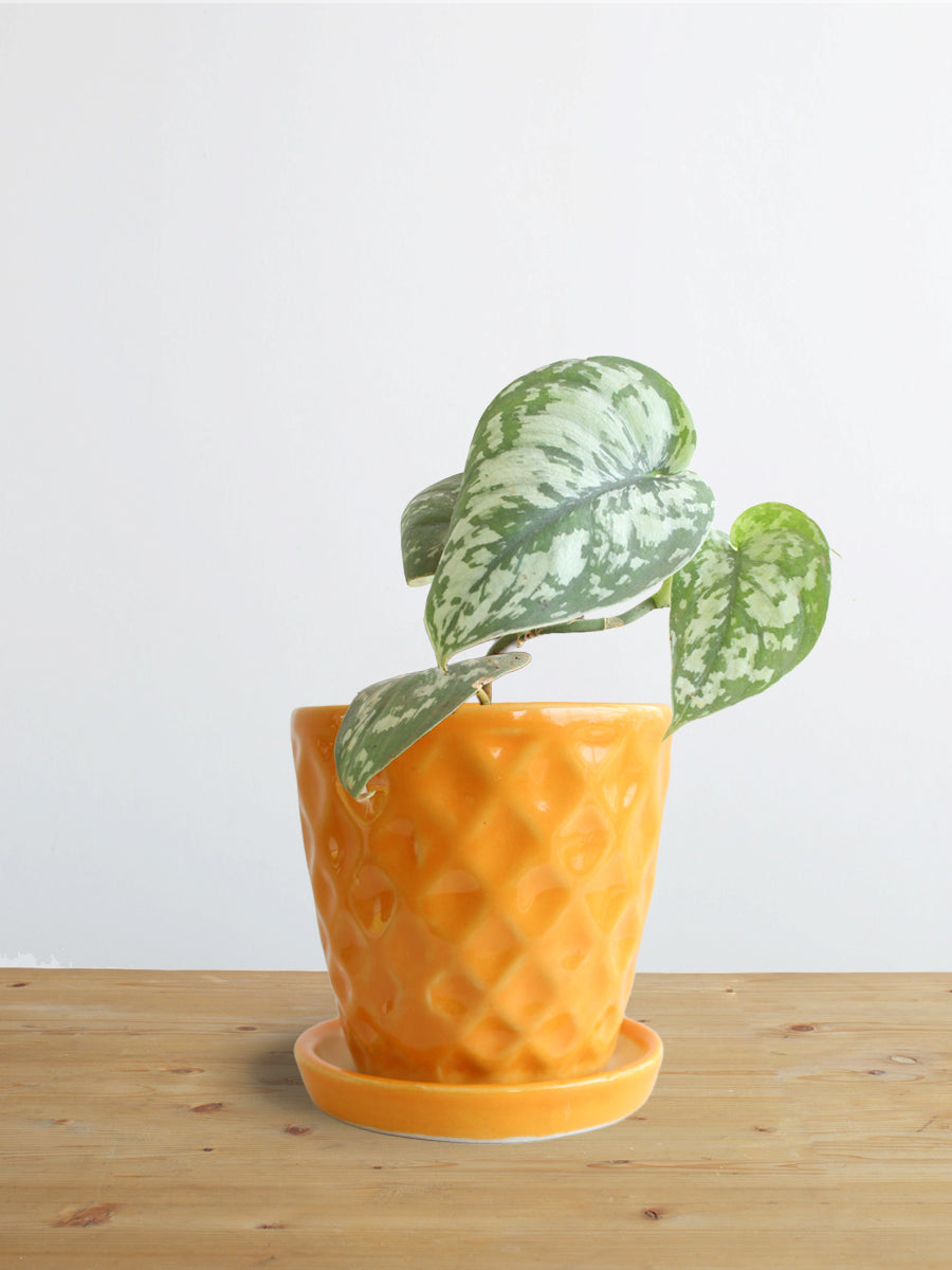 Money Plant Satin (Small)