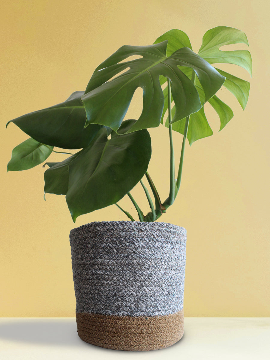 monstera plant online india Buy Monstera Plant Online