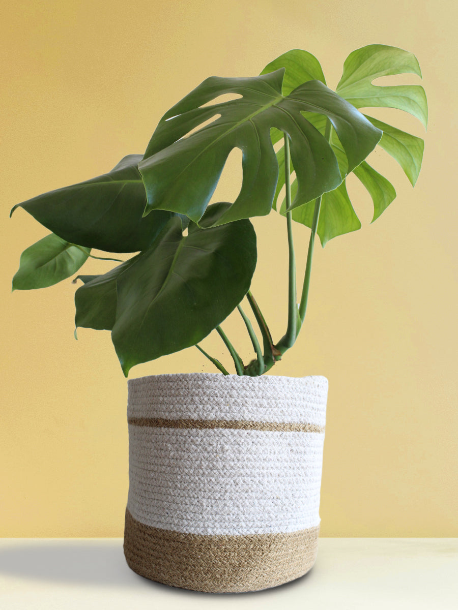Monstera Deliciosa (X-Large)