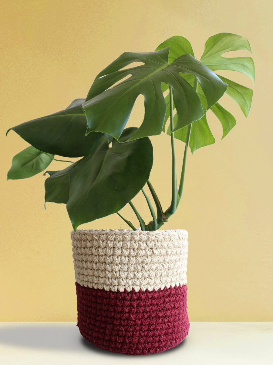 Monstera Deliciosa (X-Large)