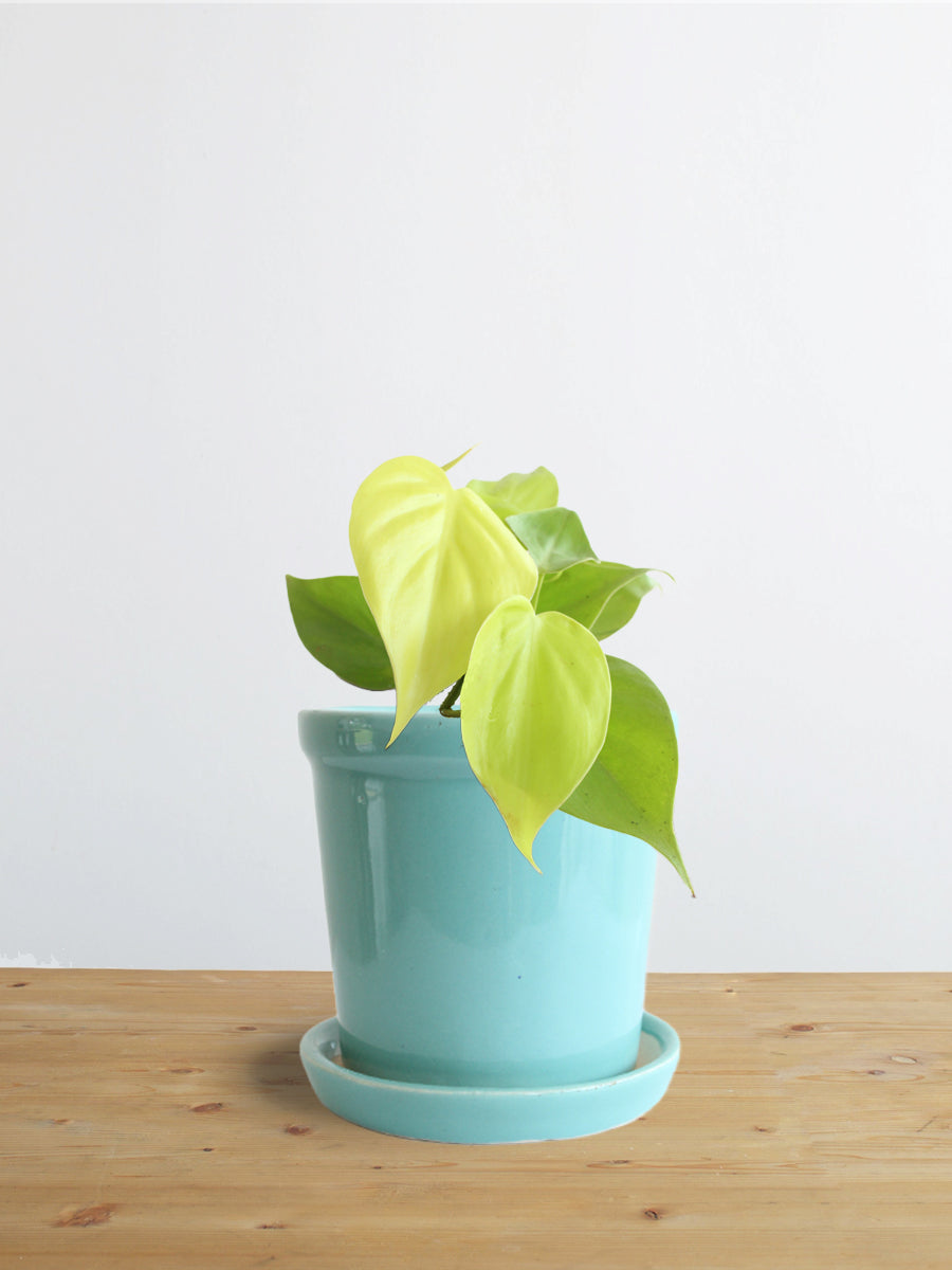 Philodendron Oxycardium Golden (Small)