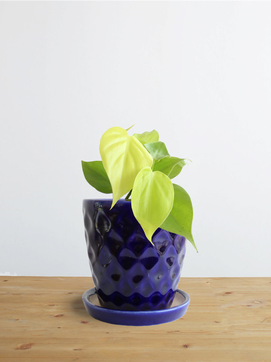Philodendron Oxycardium Golden (Small)