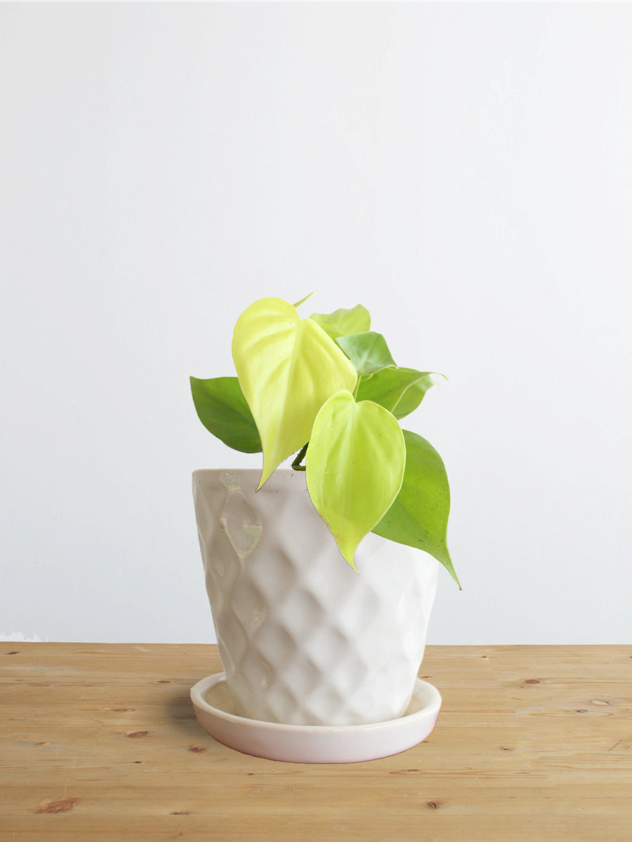 Philodendron Oxycardium Golden (Small)