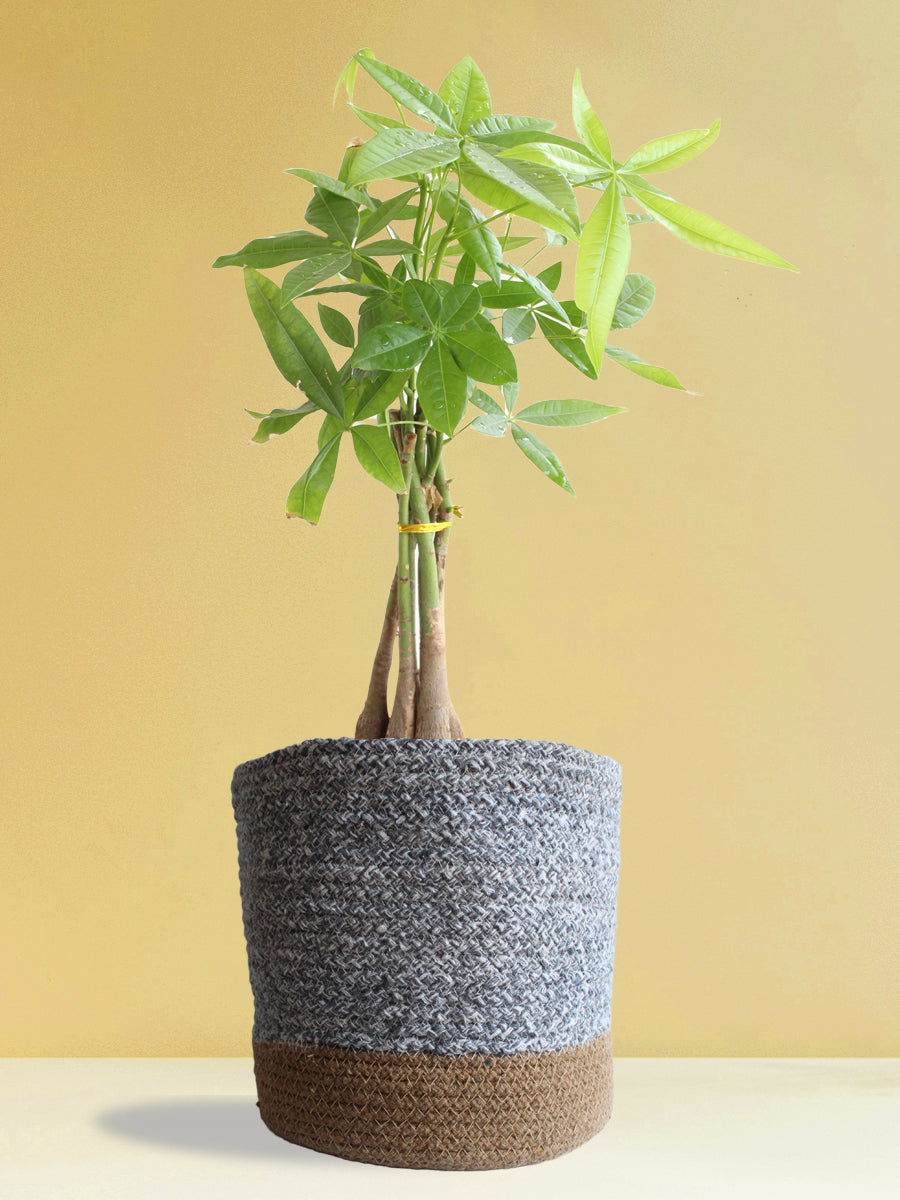 Pachira Money Tree (X-Large)