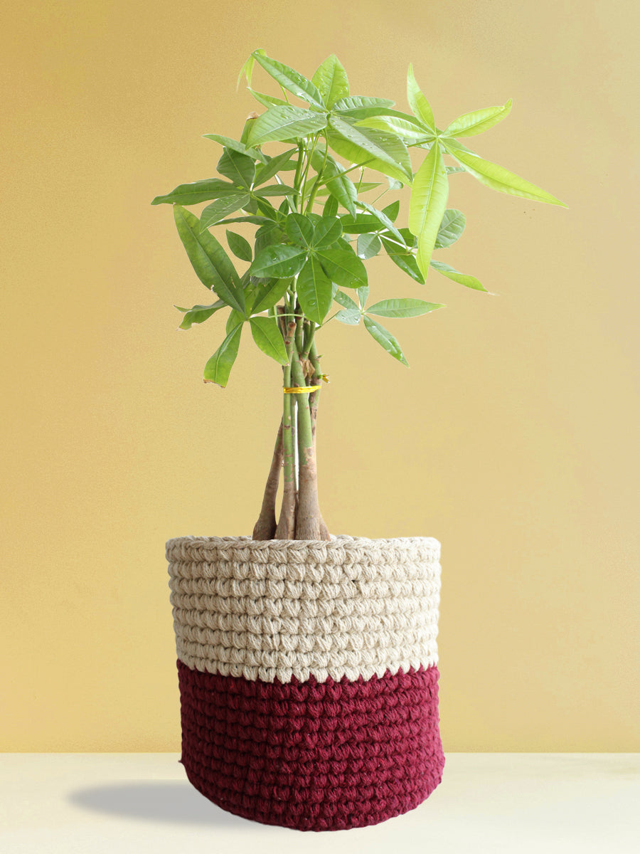 Pachira Money Tree (X-Large)