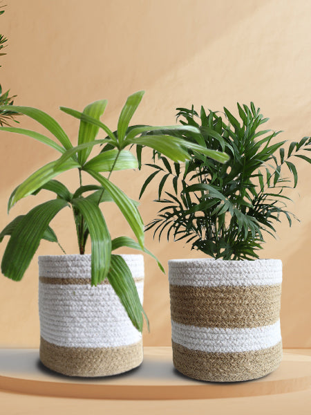 Palm Bros