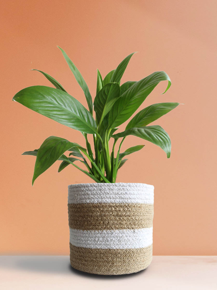 Peace Lily (Large)