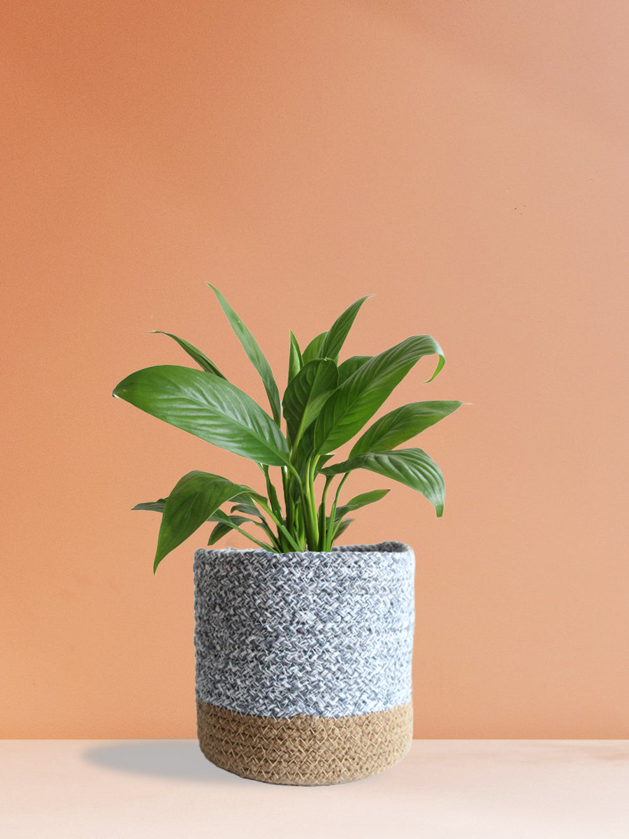 Peace Lily (Medium)