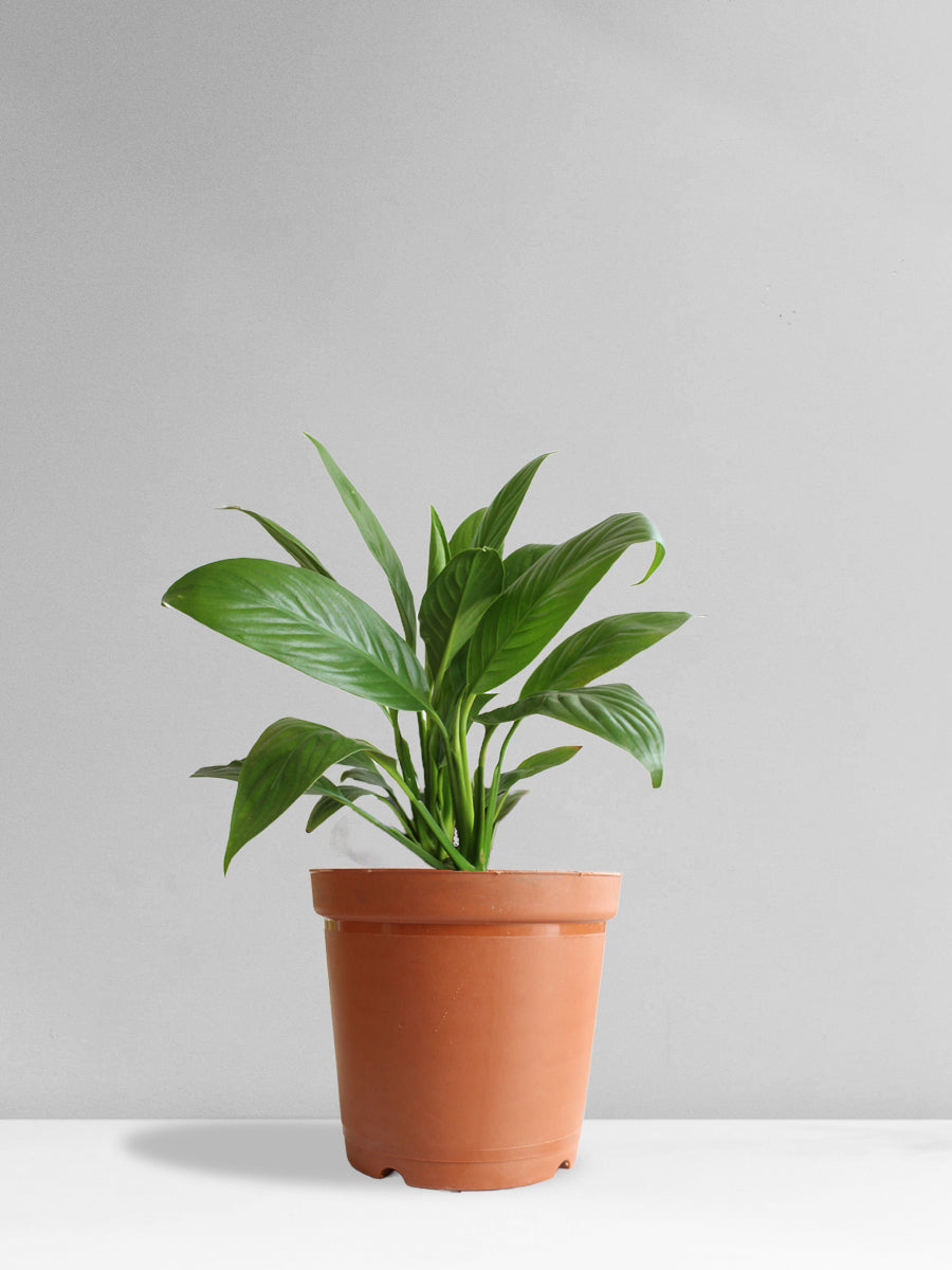Peace Lily (Medium)