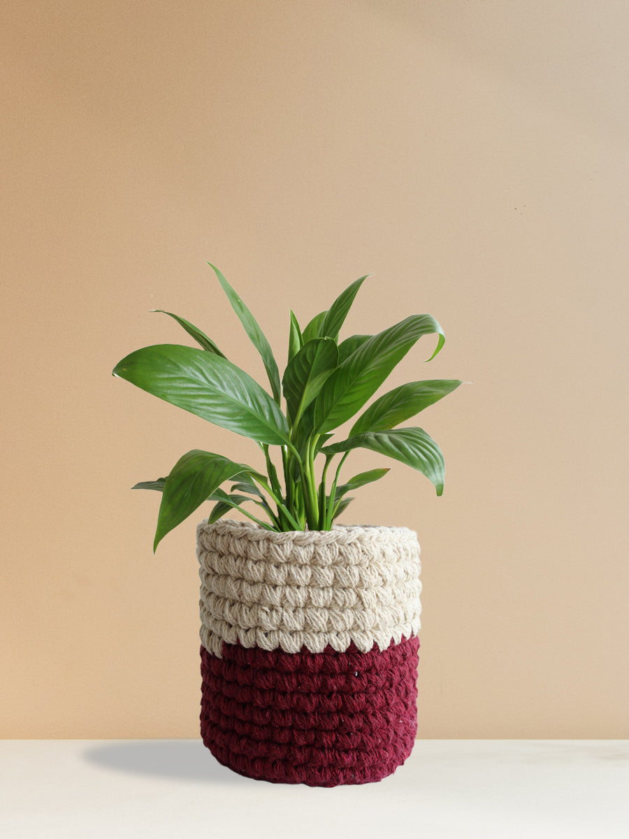 Peace Lily (Medium)