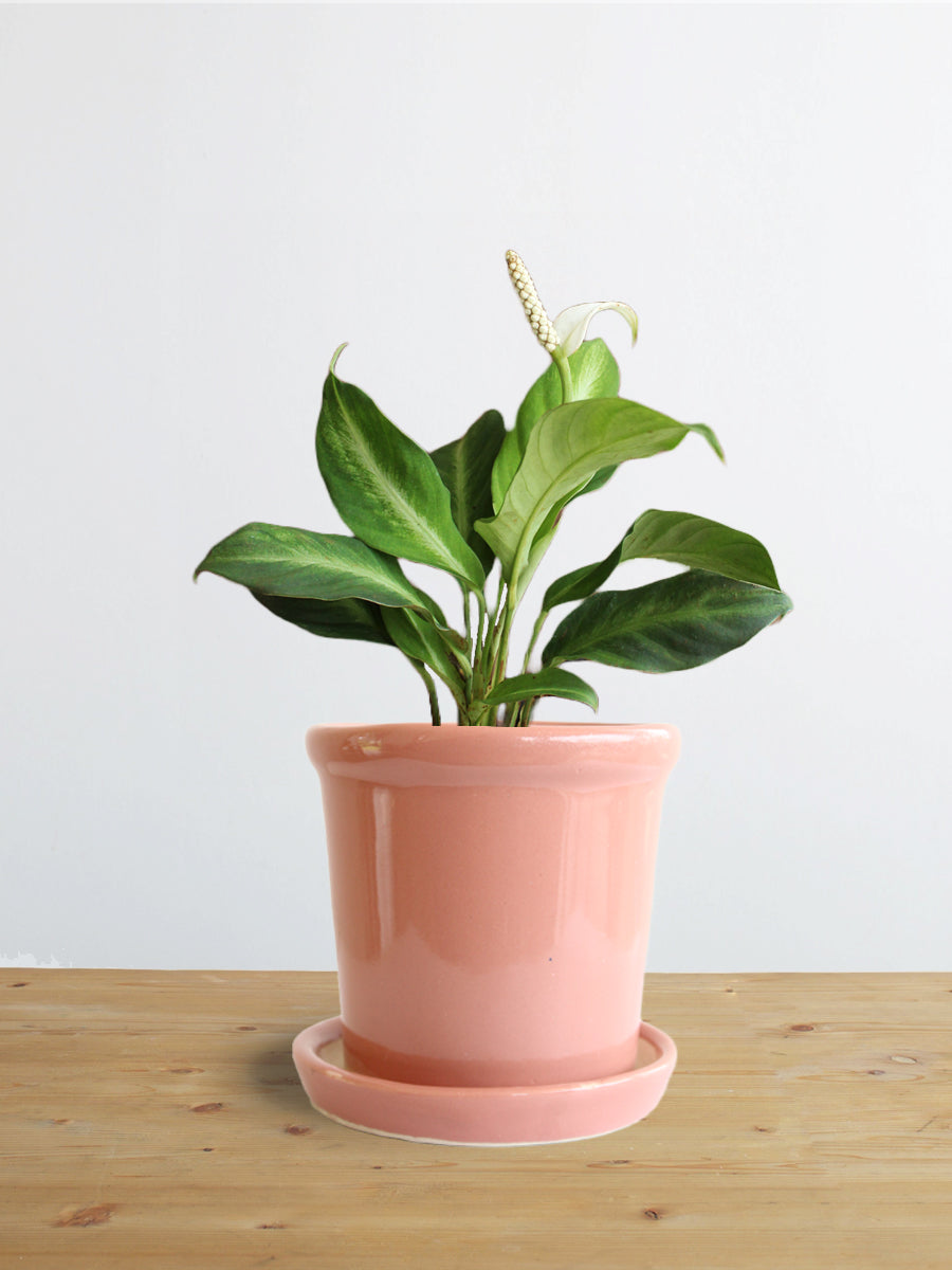 Peace Lily White Stripe (Small)