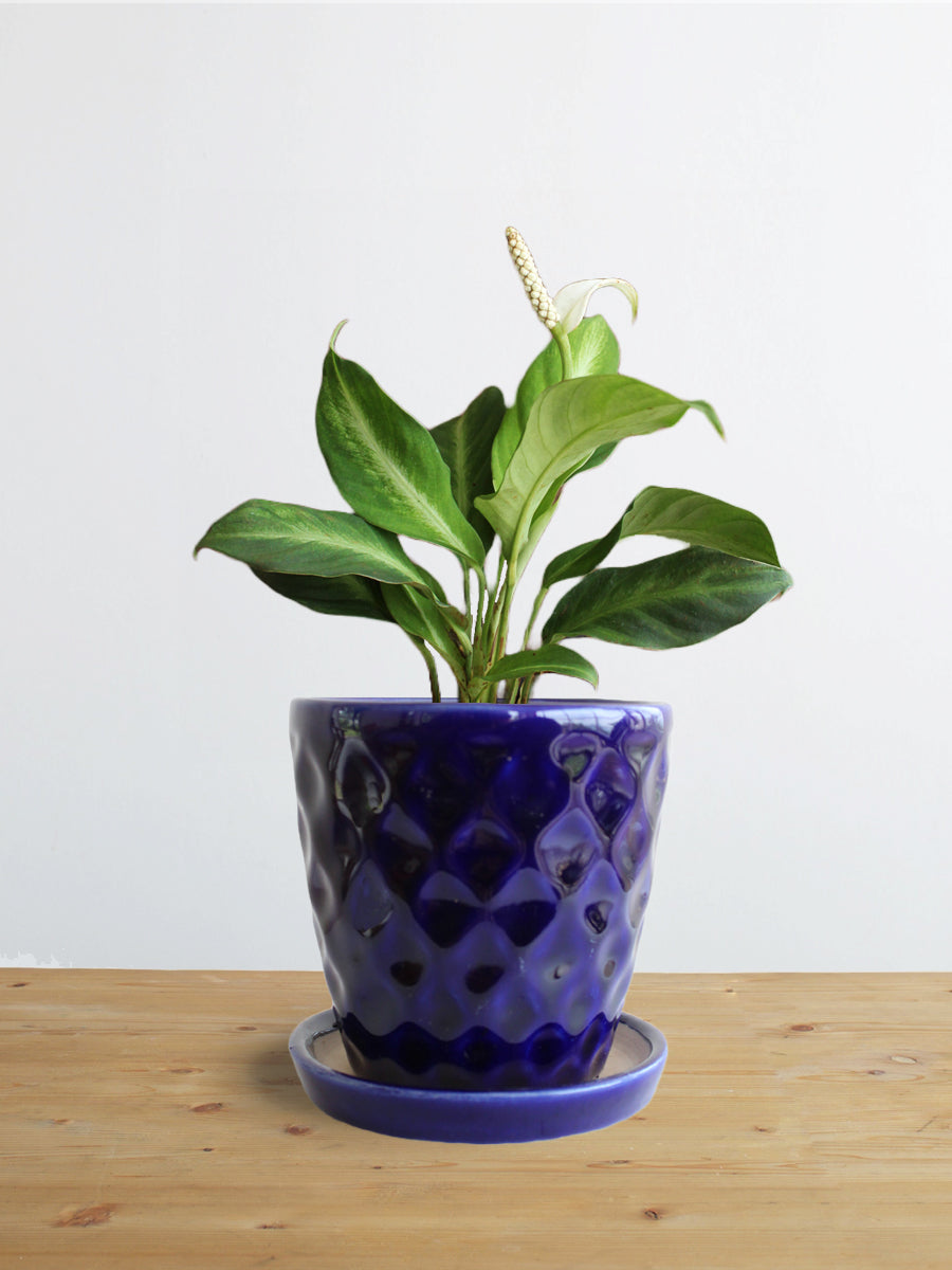 Peace Lily White Stripe (Small)