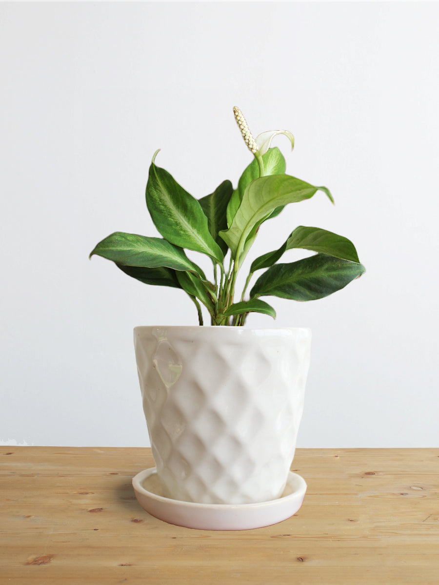 Peace Lily White Stripe (Small)