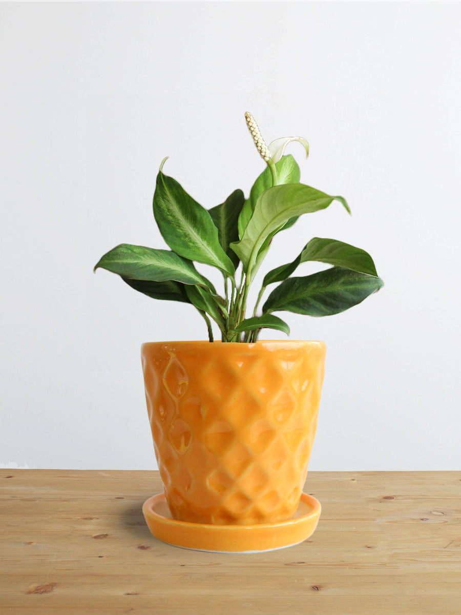 Peace Lily White Stripe (Small)