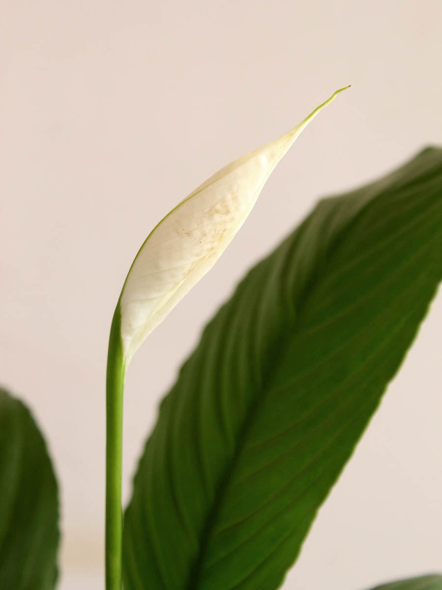Peace Lily (X-Large)