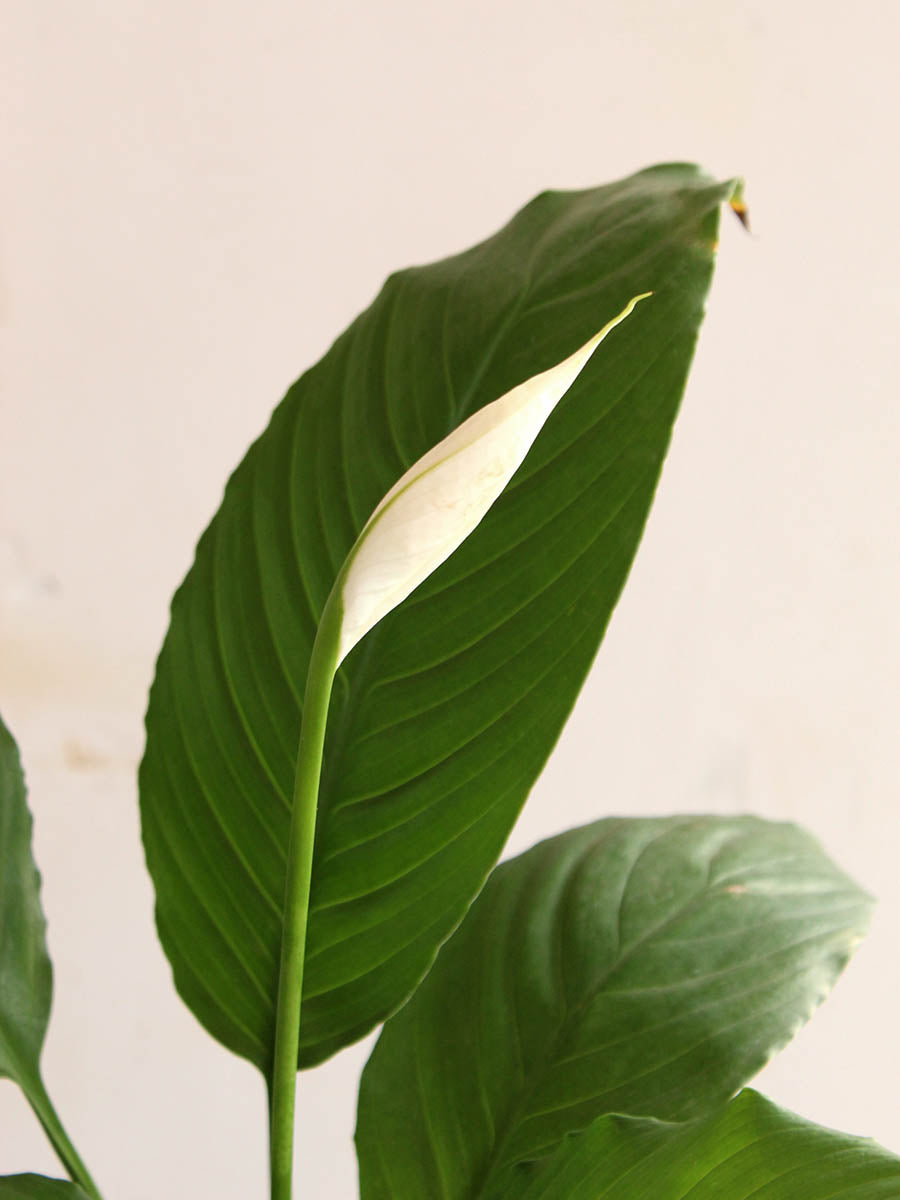 Peace Lily (X-Large)