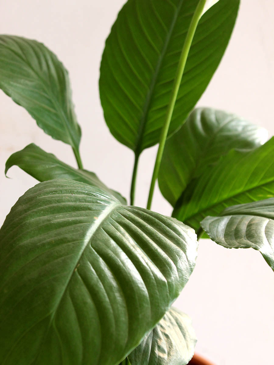 Peace Lily (X-Large)