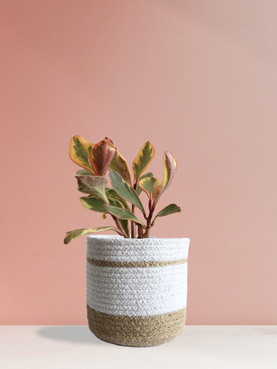 Peperomia Ginny Rainbow (Medium)