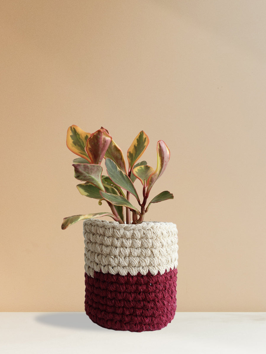 Peperomia Ginny Rainbow (Medium)