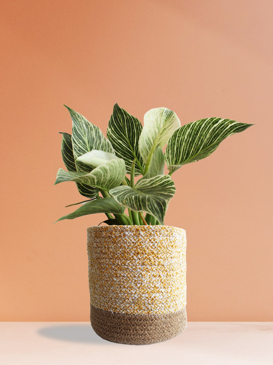philodendron vastu Buy Birkin Plant Online at Greenkin
