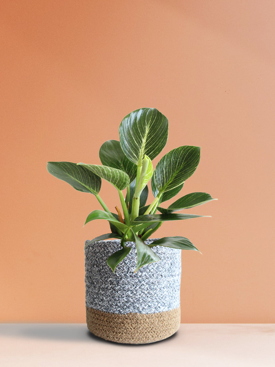 Philodendron Birkin (Medium)