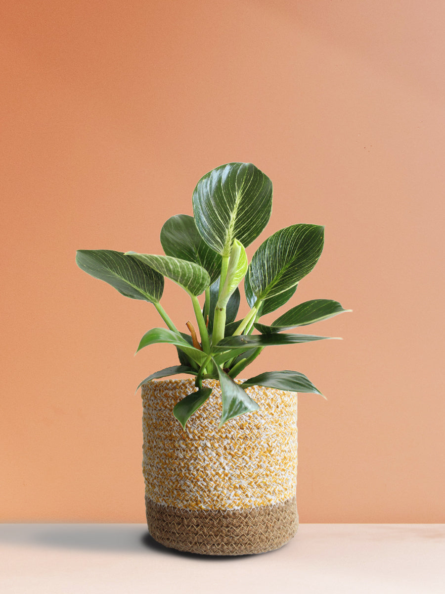 Philodendron Birkin (Medium)