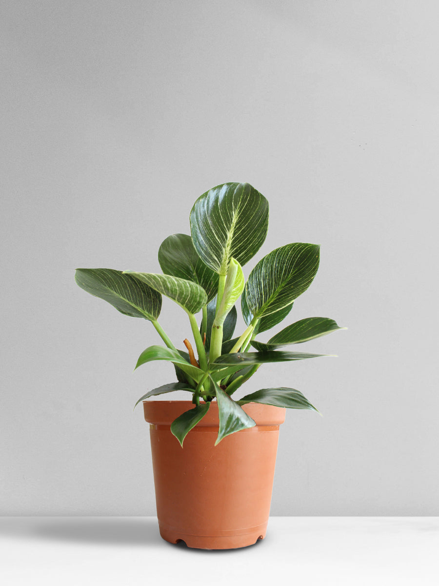 Philodendron Birkin (Medium)