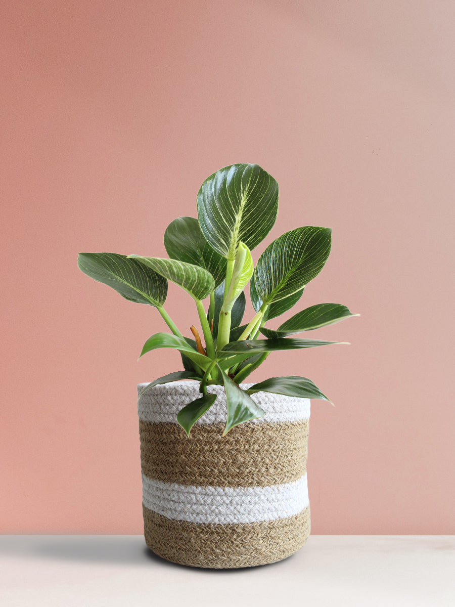 Philodendron Birkin (Medium)