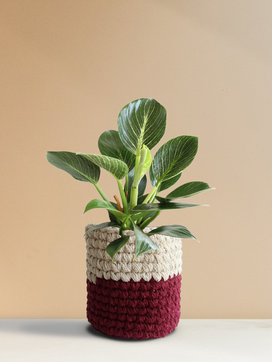 Philodendron Birkin (Medium)