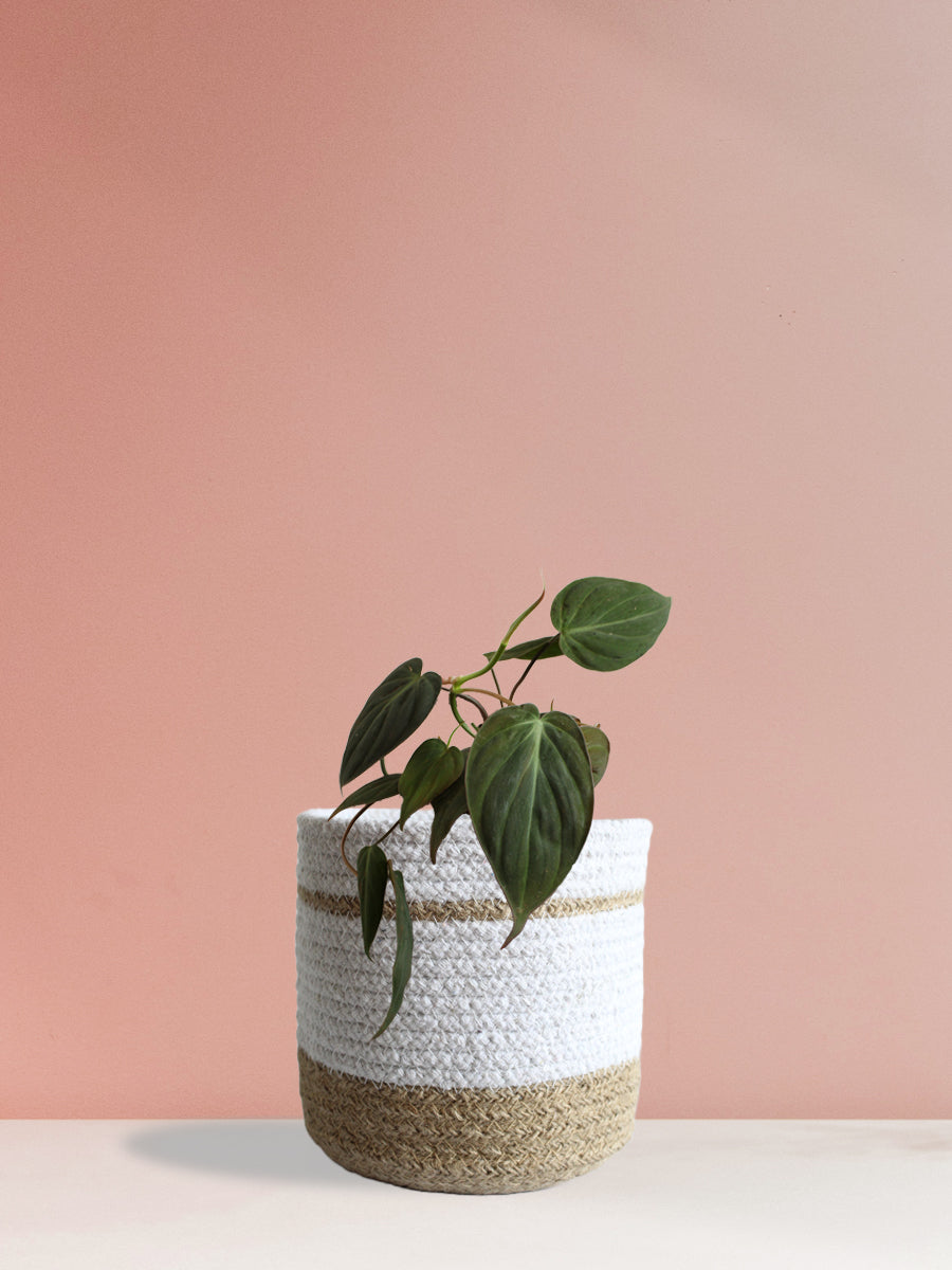 Philodendron Micans (Medium)