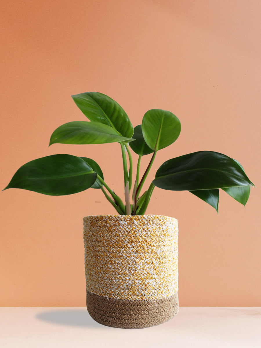 Philodendron Millions (Large)
