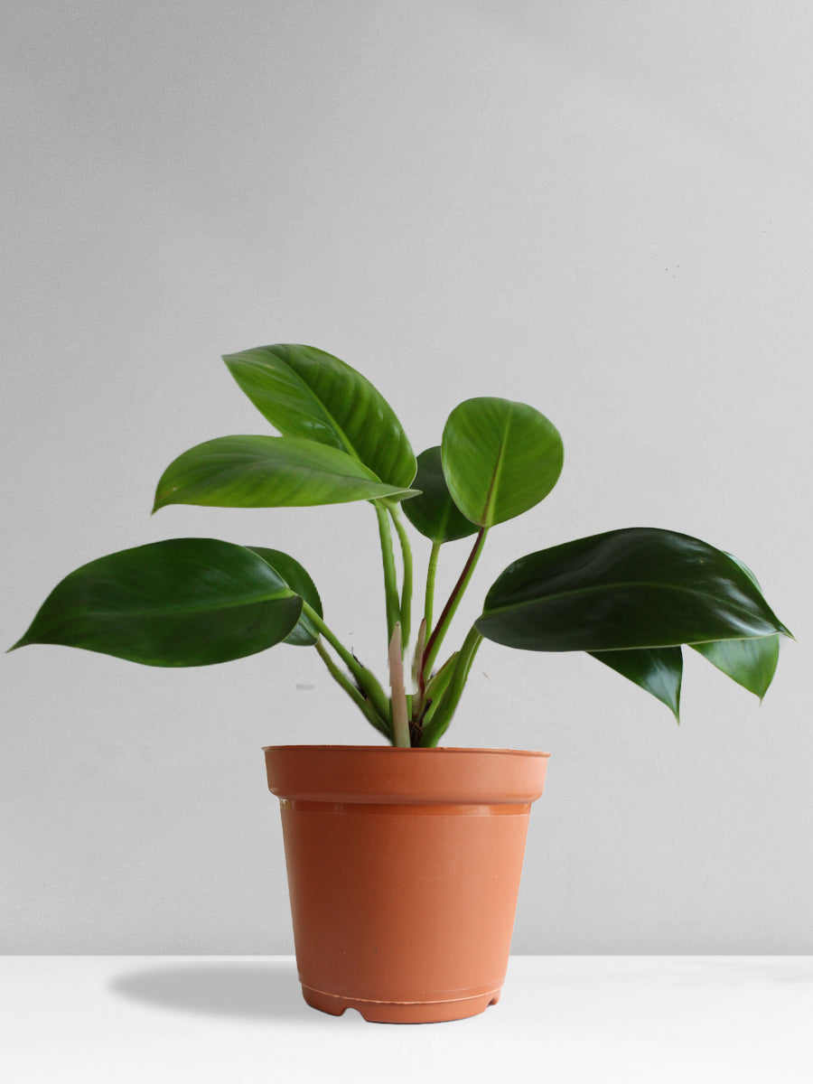Philodendron Millions (Large)