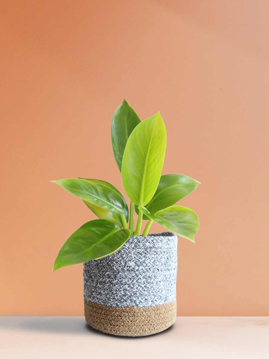 Philodendron Millions (Medium)