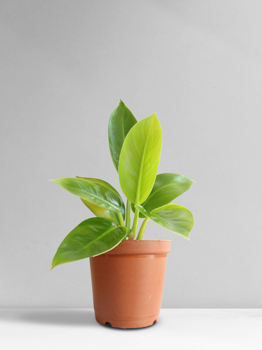 Philodendron Millions (Medium)