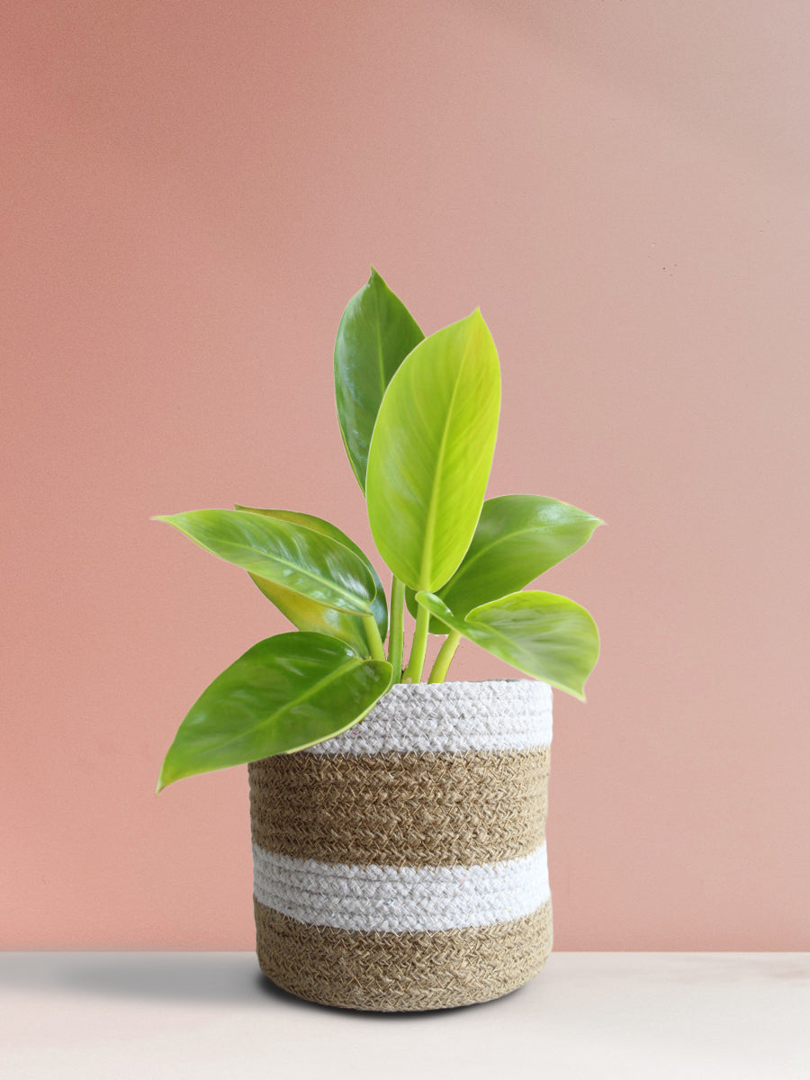 Philodendron Millions (Medium)