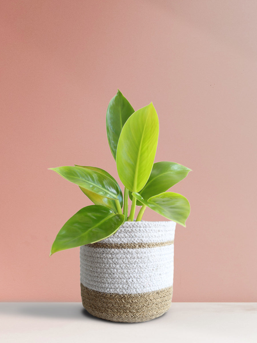 Philodendron Millions (Medium)