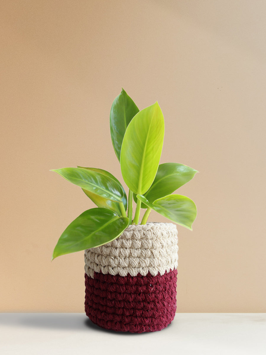 Philodendron Millions (Medium)